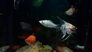 4 Tips for Using LEDs in Aquariums Scottsdale